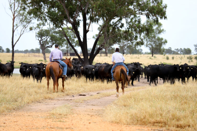 horse-rider-with-cows